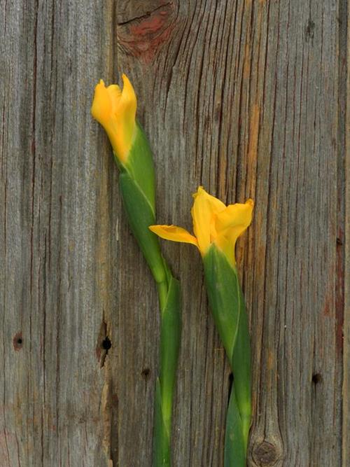 YELLOW IRIS